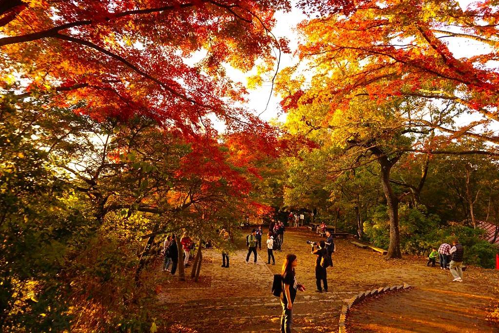 東京出發◆高尾山,  奥多摩湖  一天遊【紅葉名所-高尾山 ▎奥多摩湖~ 麥山浮橋 】(KTM-01A)