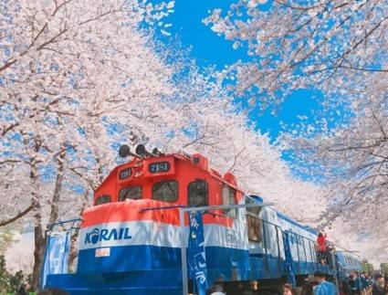 (團號 : FP-02 ) <買一送一>「櫻花隧道 × 火車花海 × 海上巨手」人氣打卡一次滿足 <釜山出發, 一人成團>