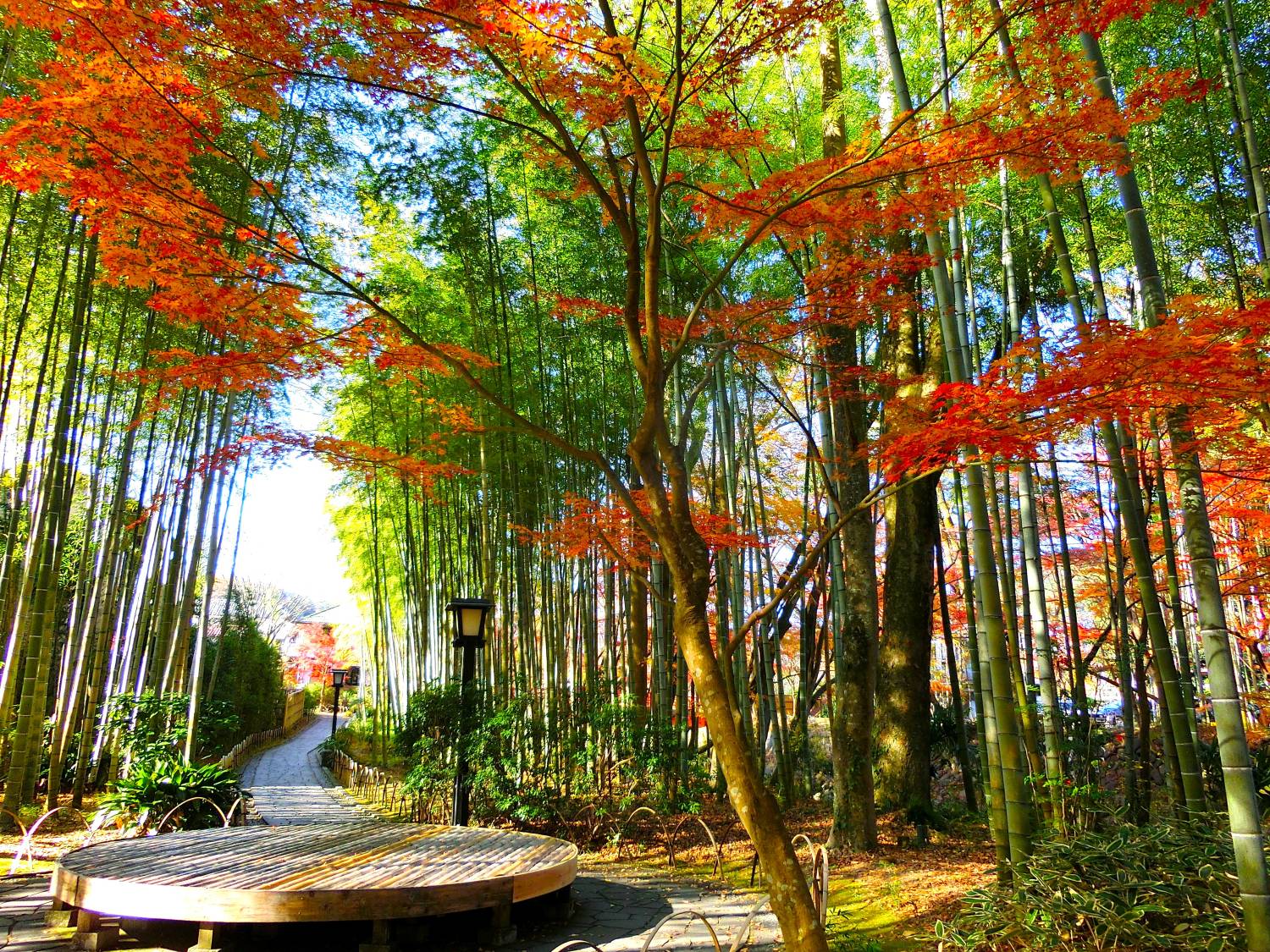東京出發◆紅葉賞楓名所◆伊豆半島一天遊【獨鈷之湯溫泉足浴- 修善寺溫泉街 ▎小田原漁港-海鮮市場 ▎熱海站前商店街   】(KTI-01A)