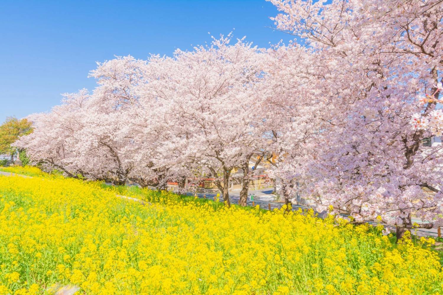 東京  熊谷賞櫻果園1天團【日本百大賞櫻景點之一 -熊谷桜堤、入間outlet、草莓果園體驗、川越古街】(KTK-01H)