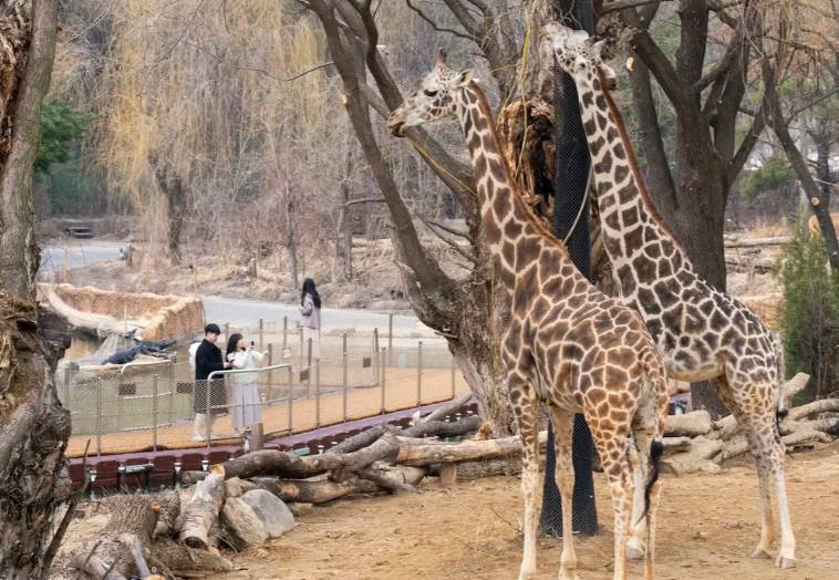 (團號:EV-01)  EVERLAND 愛寶樂園  / 加勒比海灣 一天團