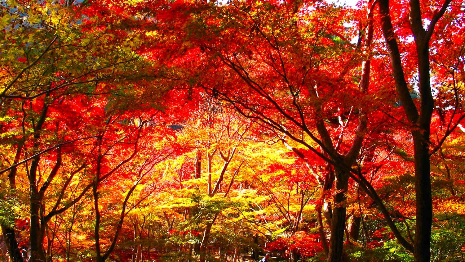 大阪出發◆秋色紅葉之旅◆有馬一天遊【箕面紅葉公園 ▎勝尾寺ʊ可愛達摩 ▎瑞寶寺公園★賞楓名勝地】(KOA-01A)