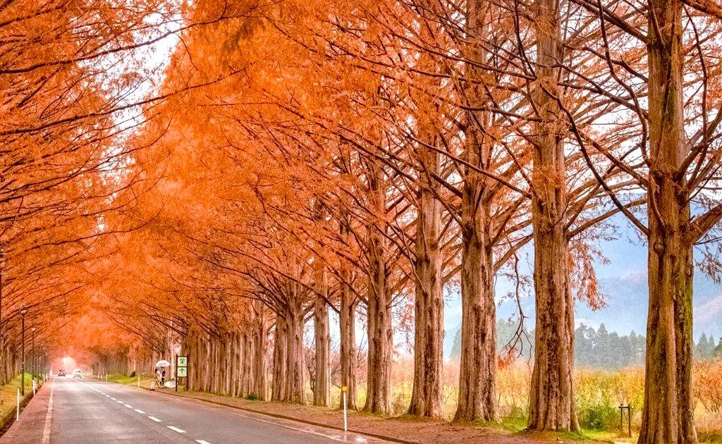 大阪出發◆紅葉賞楓名所秘境◆琵琶湖一天遊【牧野町杉木道 ▎長濱市雞足寺   】(KOB-01A)