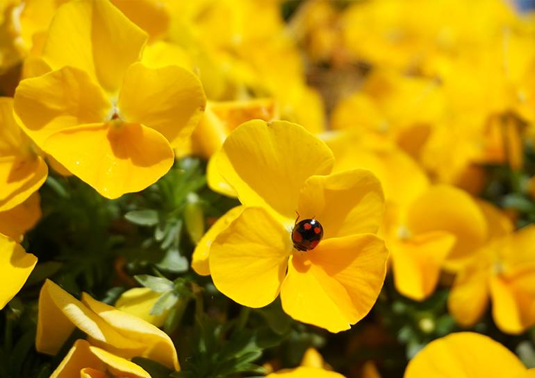 大阪琵琶湖賞花一天團【箱館山花田 ▎＜新緑＞ 杉木道▎白鬚神社  】(KOB-01H)