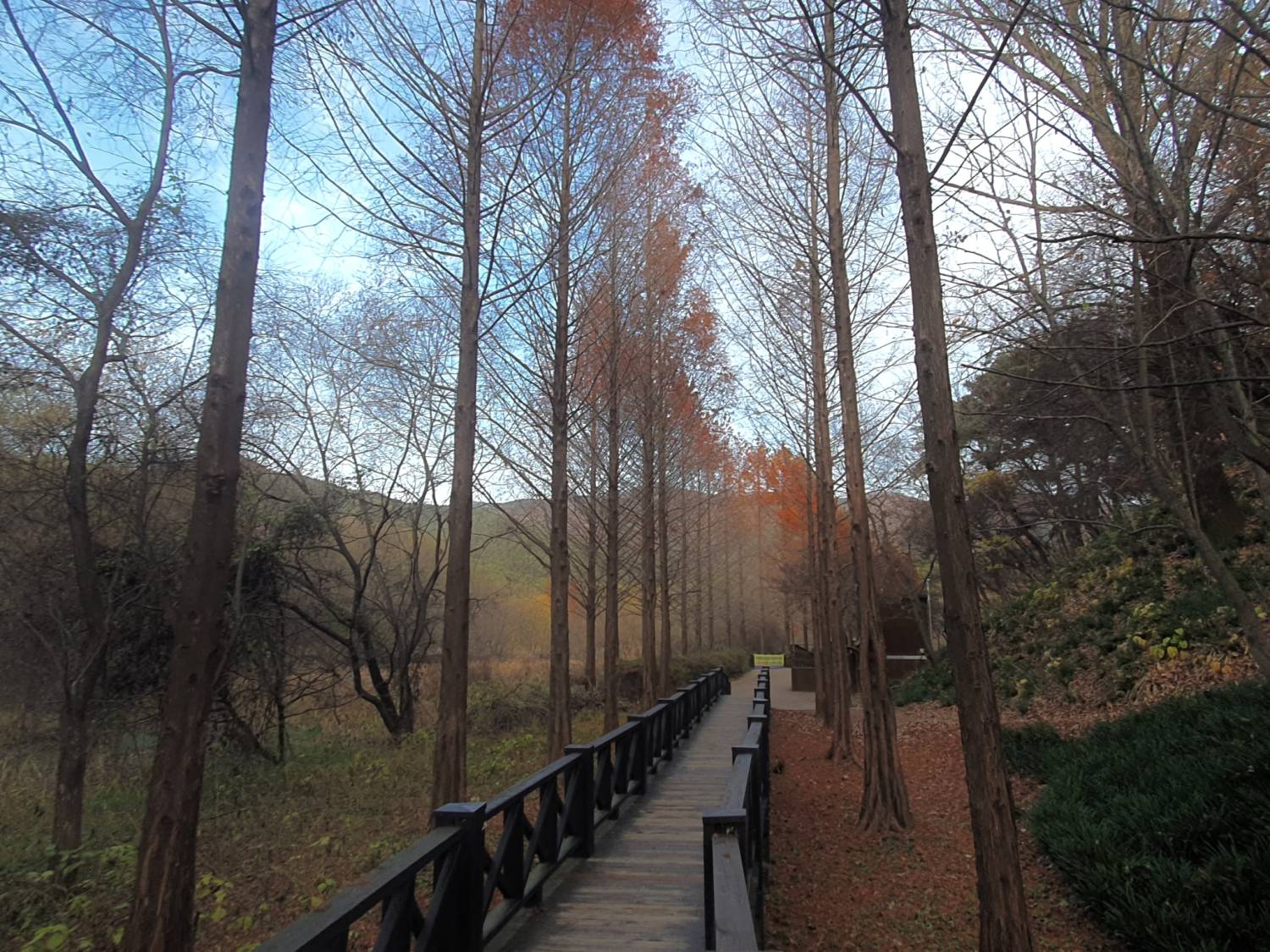 (團號: NG-02) 內藏山,水杉樹林路,楓葉公園, 賞楓葉二天團