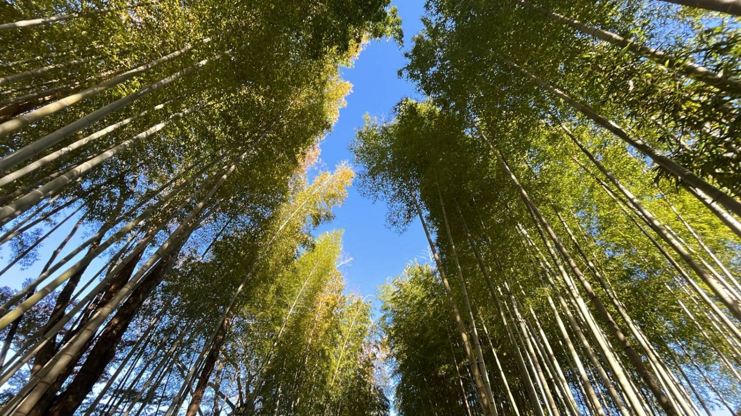 伊豆紫陽花祭典、浜燒刺身放題、溫泉二天團【下田紫陽花園 ▎入住古式溫泉酒店- 金目鯛、海蝦、蟹腳扇貝自助餐 ▎ 小田原城花祭典 ▎大室山 ▎小田原魚市場 ▎熱海商店街   】(KTI-02H)