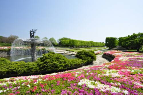 東京粉蝶、杜鵑、紫藤賞花一天團【 昭和紀念公園、川越「藏造」古街, 入間OUTLET PARK 】(KTS-01H)東京新宿出發