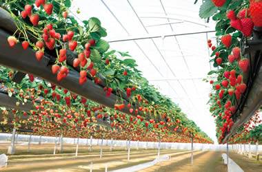 東京芝櫻羊山公園一天團 (花園OUTLET, 草莓果園體驗) KTH-01H