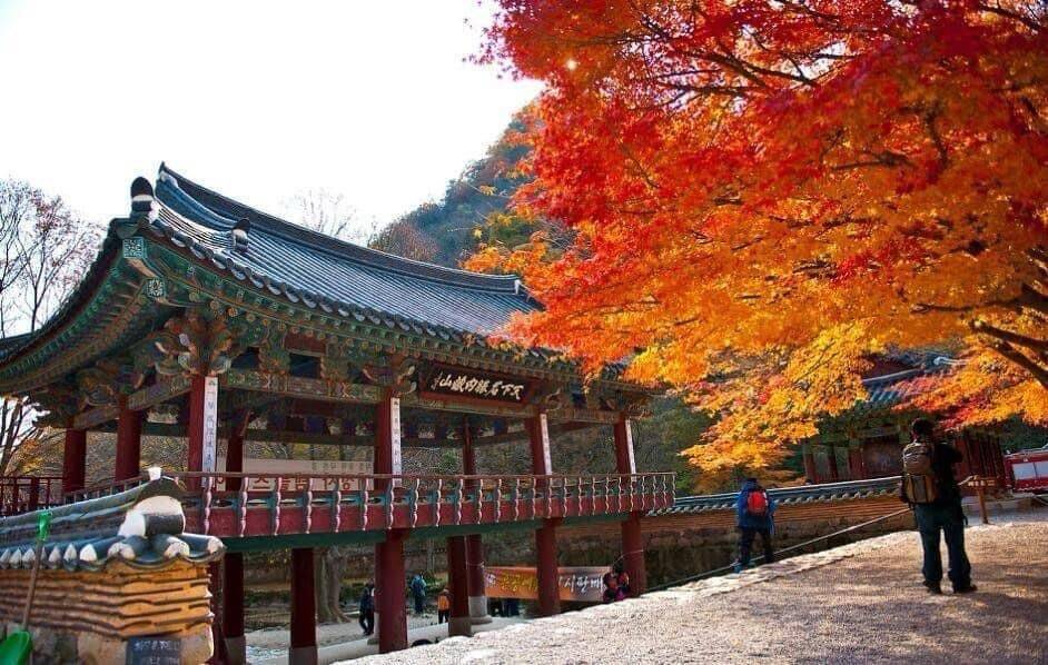 (團號:NJ-01) (10 &11月份限定) 2025全新內藏山內藏寺紅葉慶典一天團