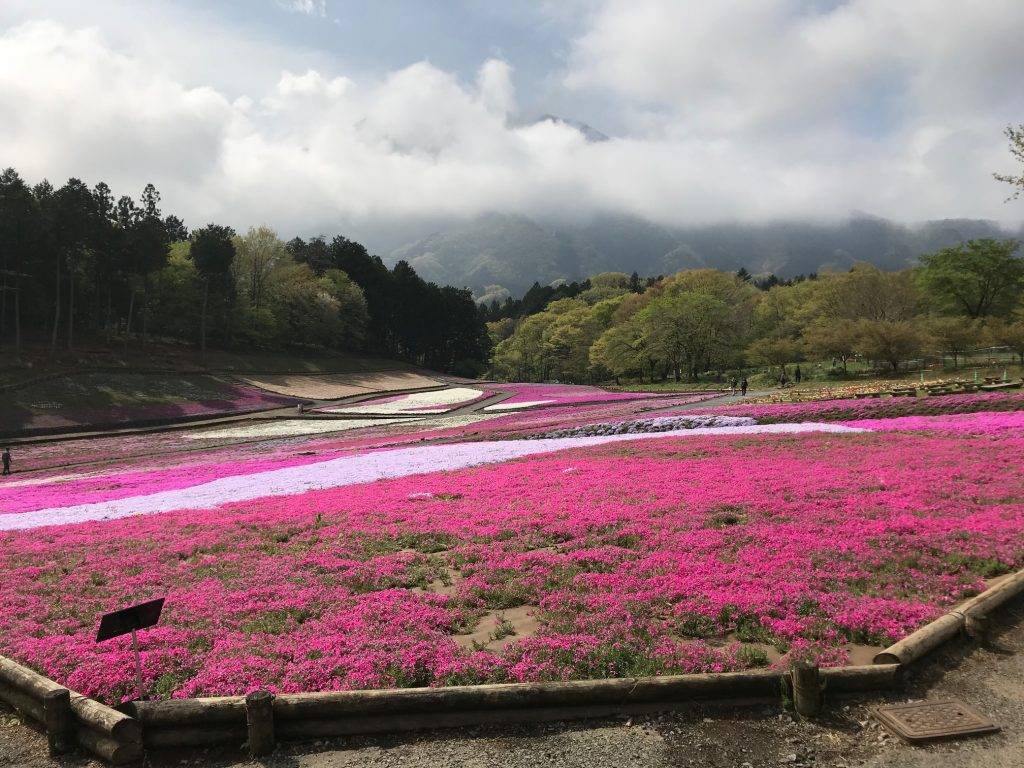 東京芝櫻羊山公園一天團 (花園OUTLET, 草莓果園體驗) KTH-01H