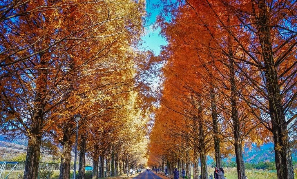 琵琶湖紅葉一天遊-(雞足寺+滋賀水杉林大道+黒壁廣場)(KNS-01A)名古屋出發