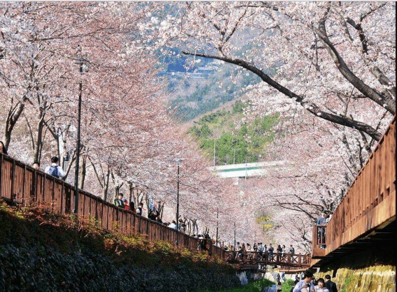 (團號 : JH-01) 草莓農場＋鎮海慶和火車站+余佐川櫻花道 之旅 1天團