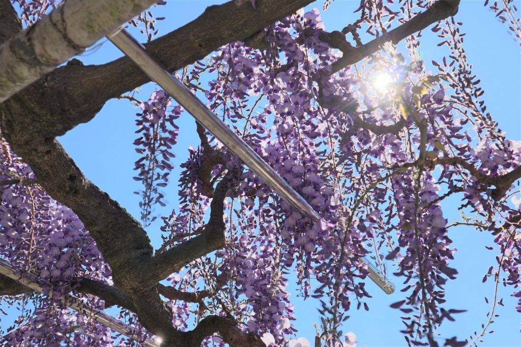 東京粉蝶、杜鵑、紫藤賞花一天團【 昭和紀念公園、川越「藏造」古街, 入間OUTLET PARK 】(KTS-01H)東京新宿出發