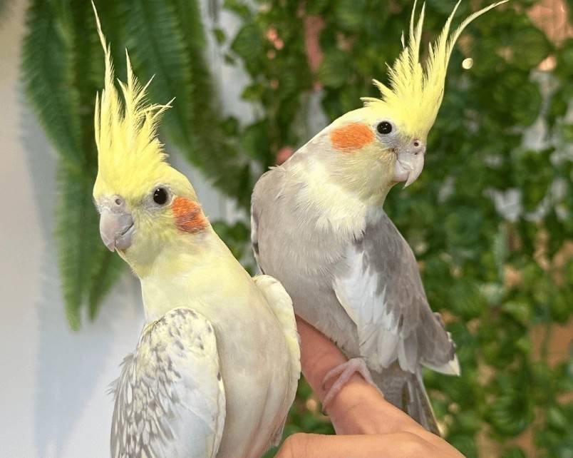 東京 多啦A夢一天團【 藤子·F·不二雄博物館、橫濱World Porters的室內動物園 , 紅磚倉庫 】(KTS-01H)