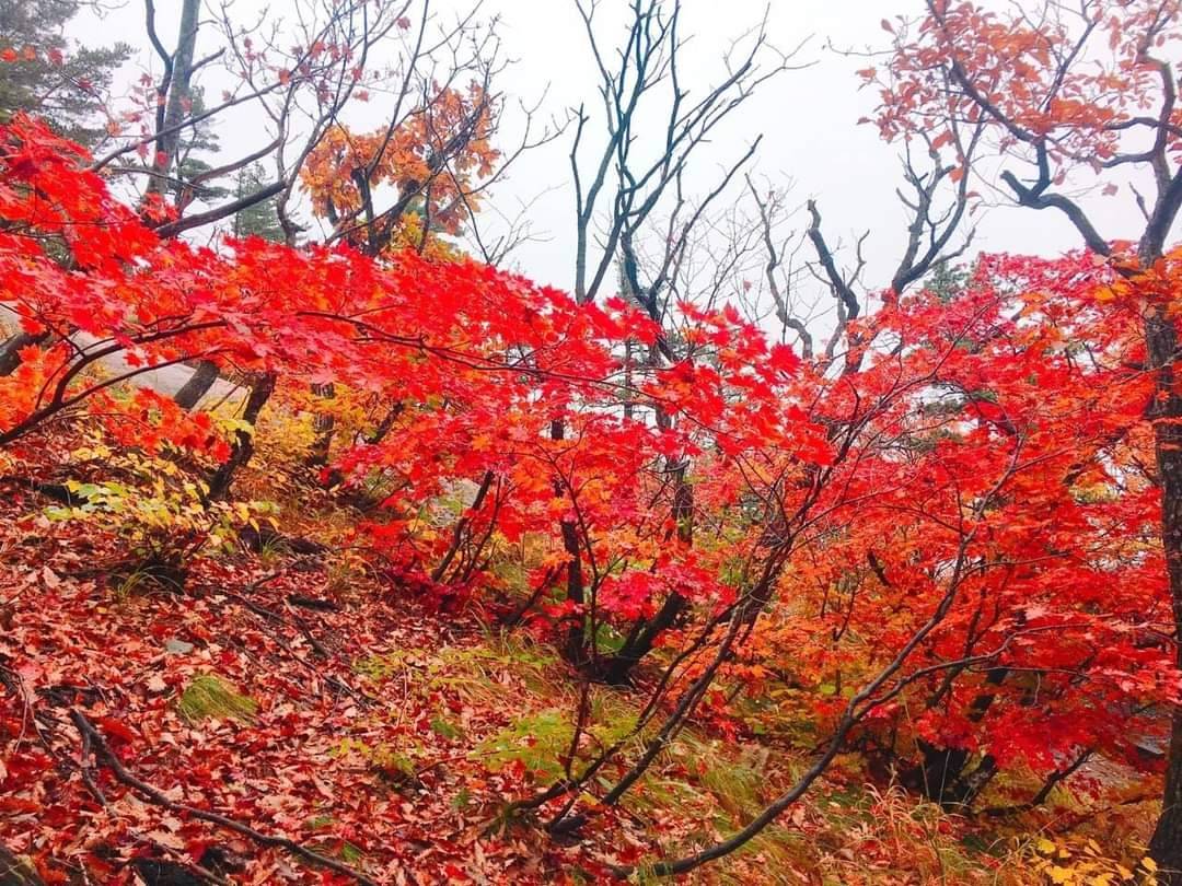 (團號:SE-01) (10 &11月份限定) 2025 最早賞楓勝地雪嶽山, 朿草觀光水產市場,展望台一天團