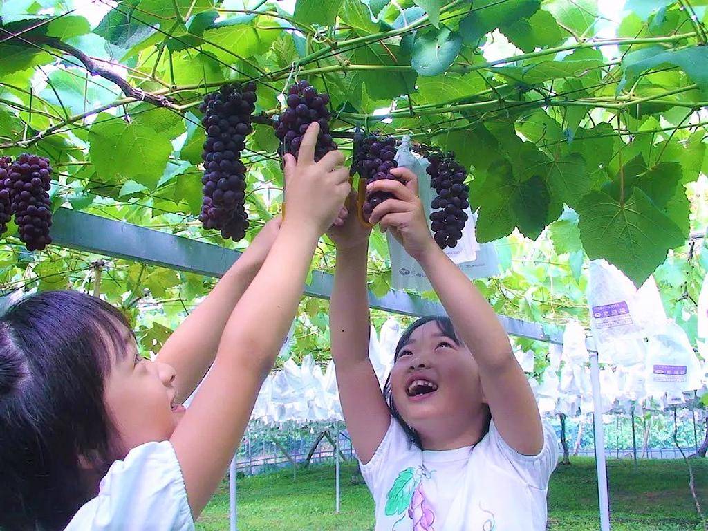 大阪奈良芒草名所一天團【奈良公園 ▎曽爾高原芒草 ▎青蓮寺湖観光村葡萄果園   】(KOS-01A)
