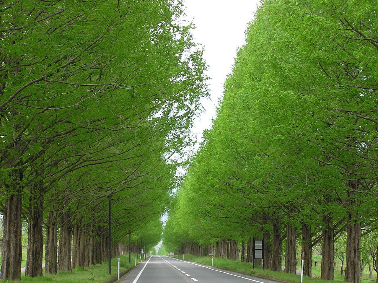 大阪琵琶湖賞花一天團【箱館山花田 ▎＜新緑＞ 杉木道▎白鬚神社  】(KOB-01H)
