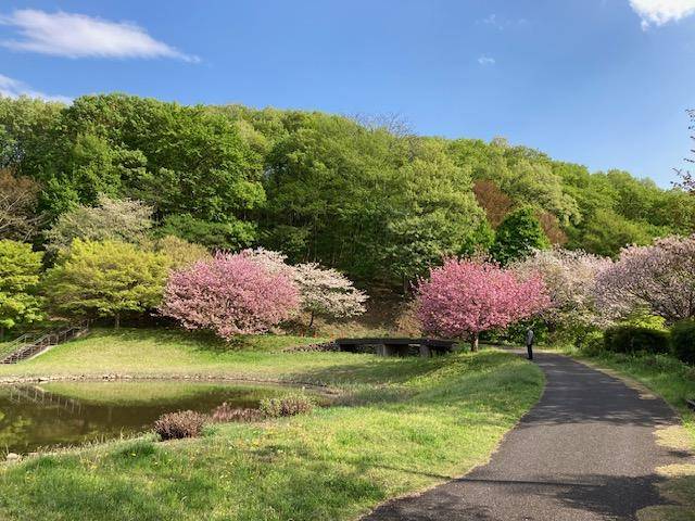 【6人即成團】東京  最強賞花(櫻花、桃花、油菜花)1天團【桃花之里-古河總合公園 ，櫻花・油菜花名所-幸手權現堂公園、春花公園- 三毳山公園】(KTT-01H)