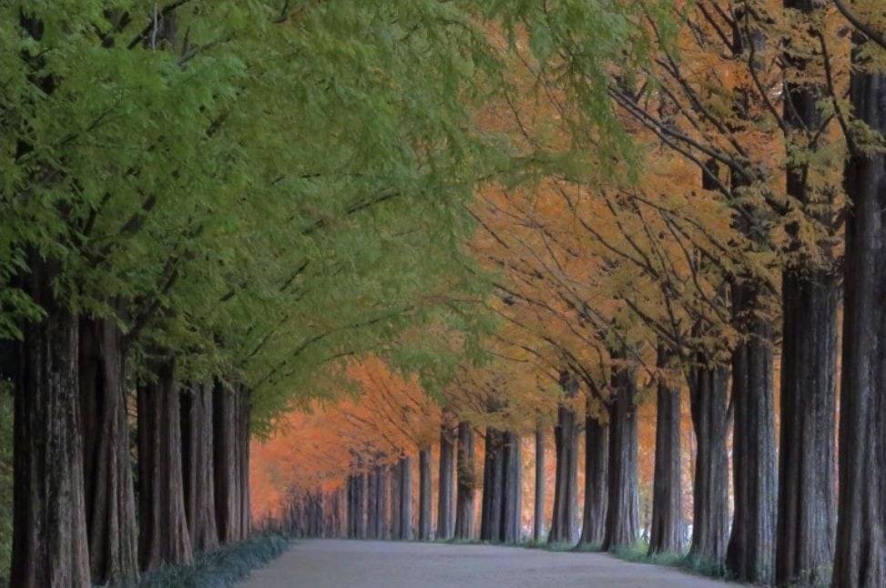 (團號: NG-02) 內藏山,水杉樹林路,楓葉公園, 賞楓葉二天團