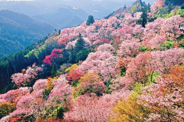 【春日櫻花盛宴】 大阪 奈良、千本櫻- 吉野山賞櫻名勝 1天團(KON-01H)