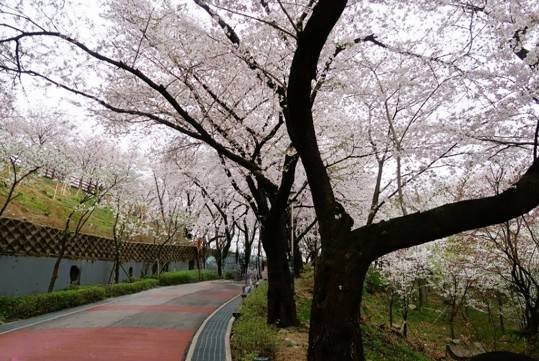 (團號 : DH-02) <<保證出團>> 粉紫杜鵑花海 x 夢幻草莓園 春季絕美兩日遊