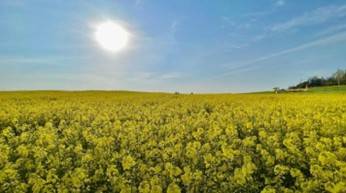 (團號: GY-01) <一人成團>  6000坪紫色花海 & 韓劇拍攝地 & 必訪「韓屋咖啡廳」 一天團