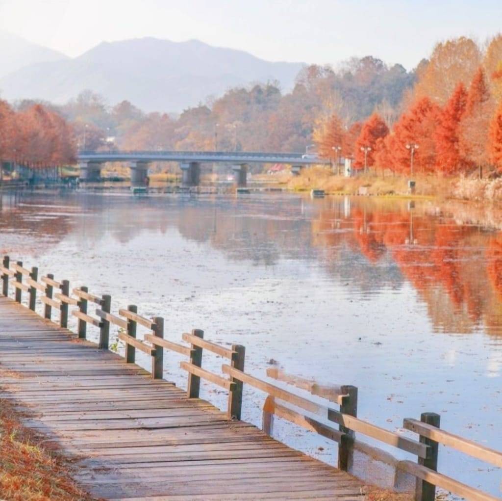 (團號: NG-02) 內藏山,水杉樹林路,楓葉公園, 賞楓葉二天團