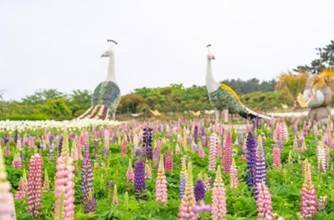 (團號: TC-01)  <一人成團> 隱藏於海上的療癒秘境&春末花海 & 402m 湖水吊橋 一天團