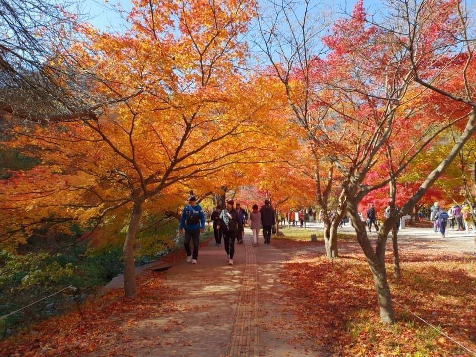 (團號:NJ-01) (10 &11月份限定) 2025全新內藏山內藏寺紅葉慶典一天團