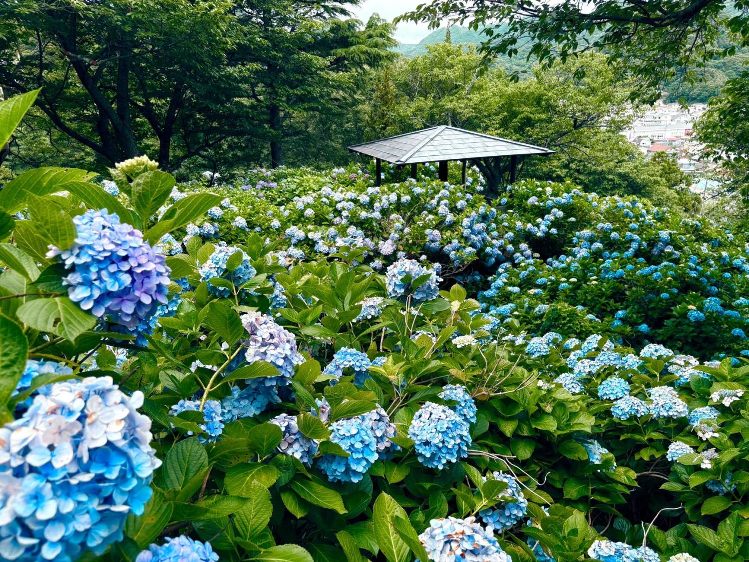 伊豆紫陽花祭典、浜燒刺身放題、溫泉二天團【下田紫陽花園 ▎入住古式溫泉酒店- 金目鯛、海蝦、蟹腳扇貝自助餐 ▎ 小田原城花祭典 ▎大室山 ▎小田原魚市場 ▎熱海商店街   】(KTI-02H)