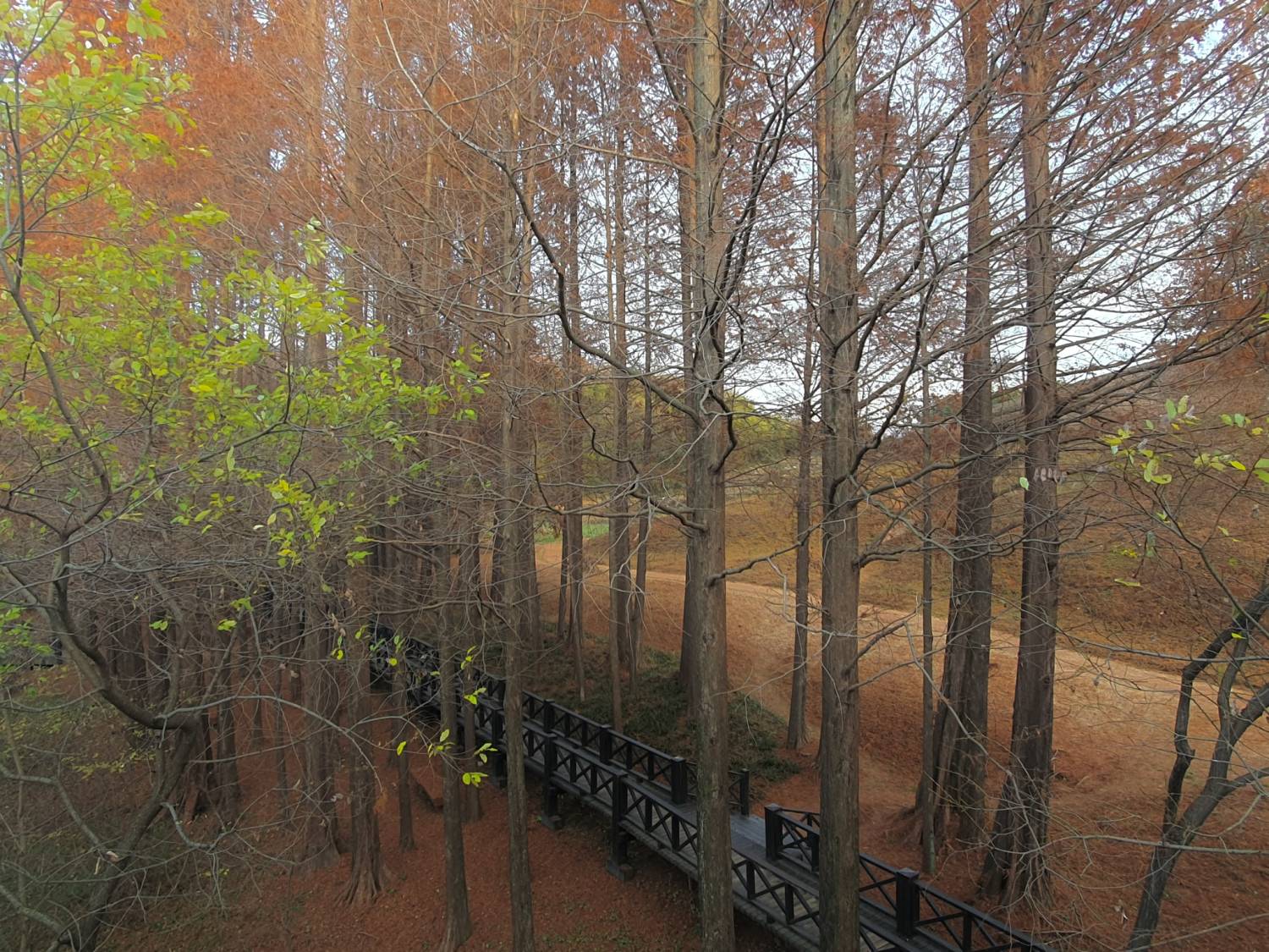 (團號: NG-02) 內藏山,水杉樹林路,楓葉公園, 賞楓葉二天團