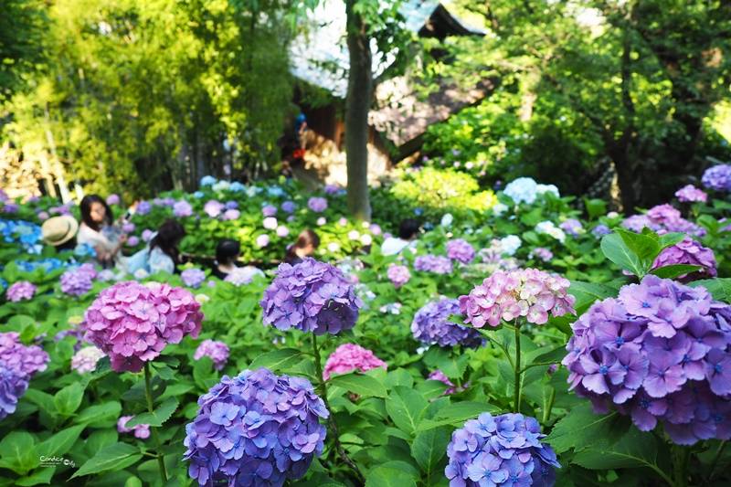 鎌倉-賞紫陽花之路1天團,走訪鶴岡八幡宮、長谷寺、江之島(KTK-01N )