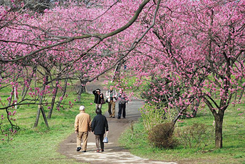 【6人即成團】東京  最強賞花(櫻花、桃花、油菜花)1天團【桃花之里-古河總合公園 ，櫻花・油菜花名所-幸手權現堂公園、春花公園- 三毳山公園】(KTT-01H)