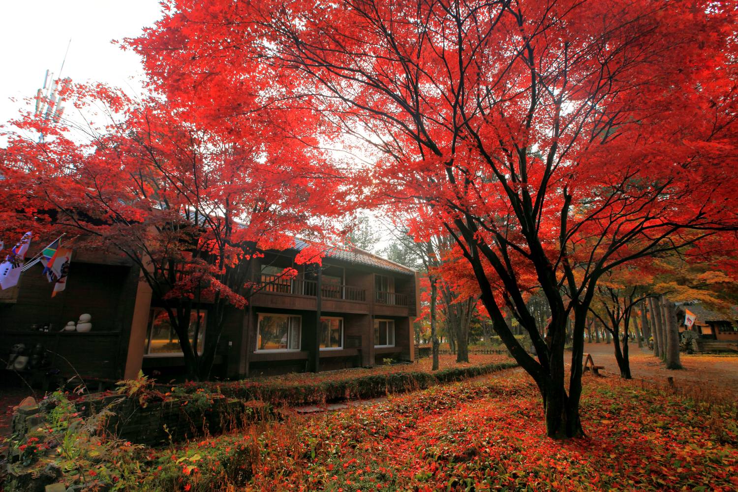 (團號:NC-01) 首爾出發 春川三岳山湖水纜車,南怡島紅葉，傳統茶屋 一天團