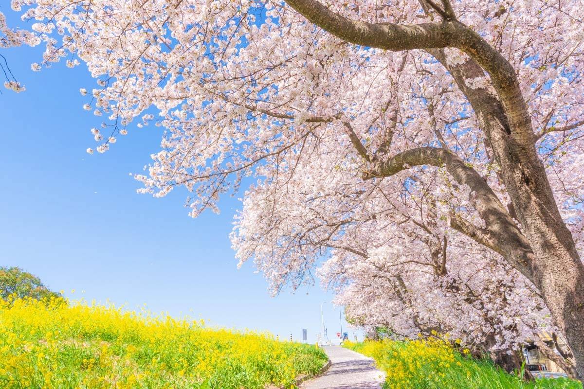 河口湖櫻花祭/本栖湖芝櫻祭溫泉 2天團【河口湖櫻花/本栖湖芝櫻、淺間神社、忍野八海、熊谷桜堤/桃源院桃花園、入住八岳森林小木屋、川越古街、輕井澤舊銀座街】KTK-02H