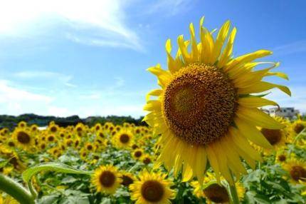 大阪賞向日葵花海一天團- 勝尾寺、三田OUTLET (KOM-01N)