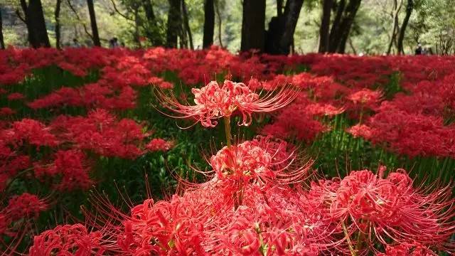 東京出發◆東京-川越古街、曼珠沙華公園-500萬株彼岸花田 、OUTLET PARK一天遊 (KTM-01A)