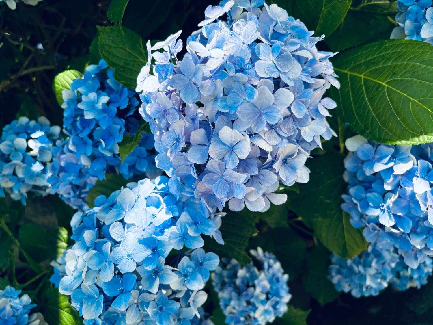 伊豆紫陽花祭典、浜燒刺身放題、溫泉二天團【下田紫陽花園 ▎入住古式溫泉酒店- 金目鯛、海蝦、蟹腳扇貝自助餐 ▎ 小田原城花祭典 ▎大室山 ▎小田原魚市場 ▎熱海商店街   】(KTI-02H)