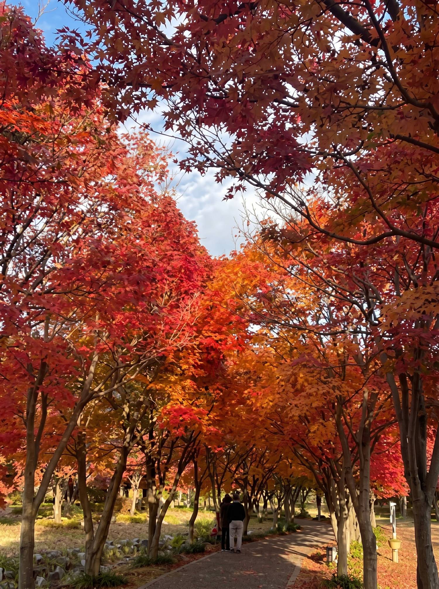 (團號 : NJ-01) <一人成團> 楓葉秘境之旅一天團 (10&11月限定) 2026