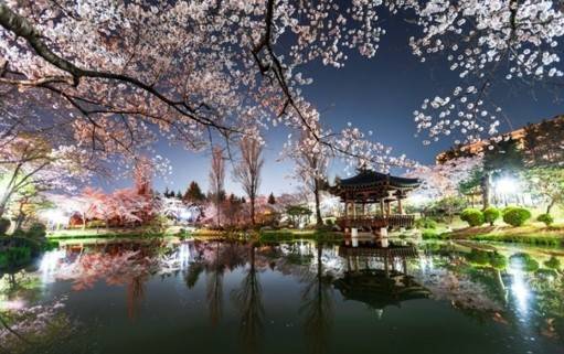 (團號 : ZD-02) <<保證出團>> 走進韓國春日秘境的兩日奇幻之旅