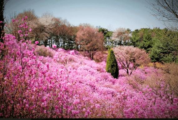 (團號 : DS-01) <一人成團> 草莓農場＋富平地下街•杜鵑花&櫻花之旅 1天團