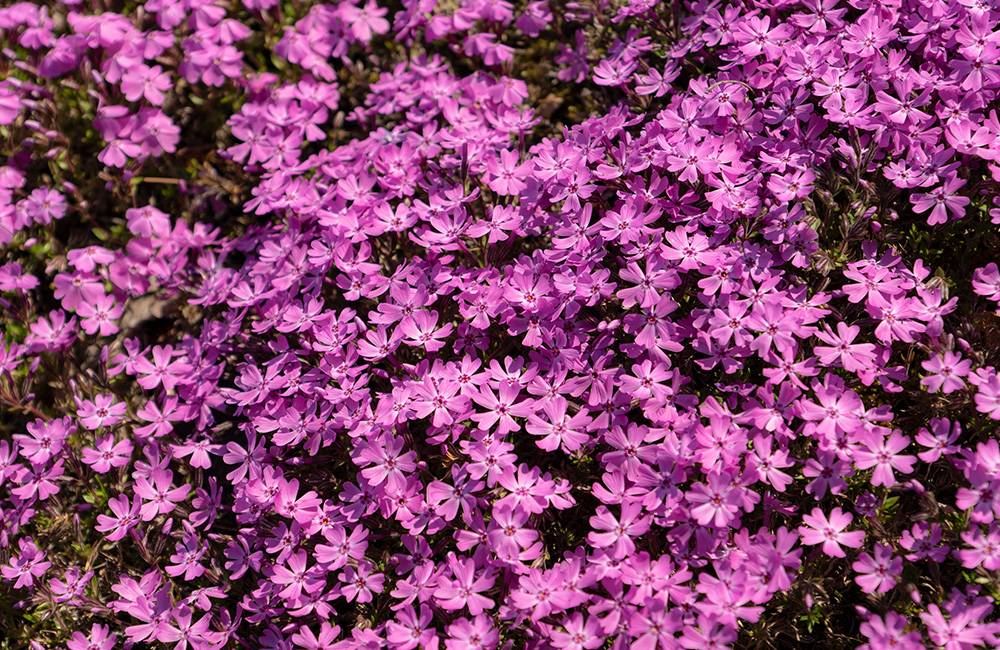 東京賞櫻+芝櫻牛久大佛一天團( 土浦魚市場，阿見OUTLET) KTH-01H