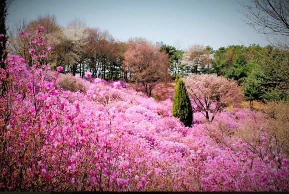 (團號 : DH-02) <<保證出團>> 粉紫杜鵑花海 x 夢幻草莓園 春季絕美兩日遊