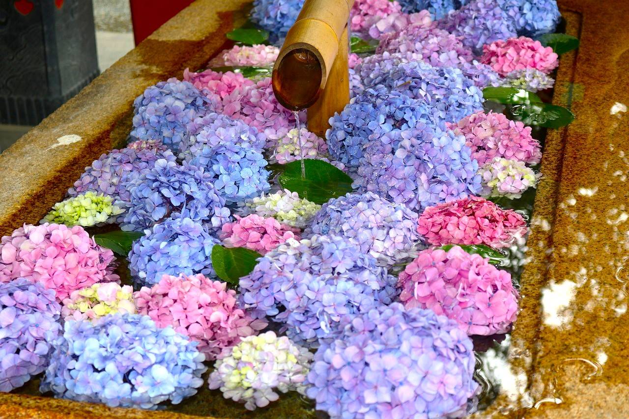 鎌倉-賞紫陽花之路1天團,走訪鶴岡八幡宮、長谷寺、江之島(KTK-01N )