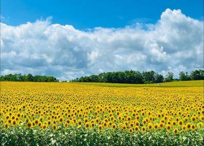 大阪賞向日葵花海一天團- 勝尾寺、三田OUTLET (KOM-01N)