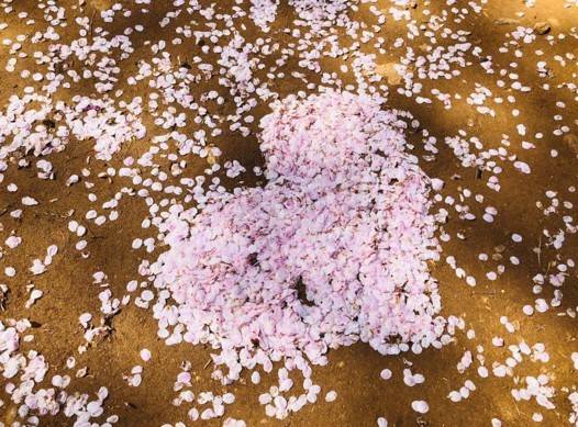 (團號 : DH-02) <<保證出團>> 粉紫杜鵑花海 x 夢幻草莓園 春季絕美兩日遊