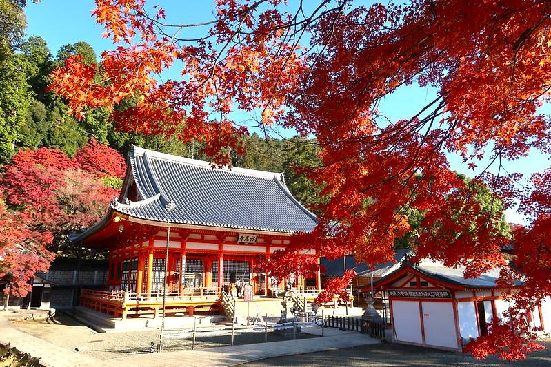 大阪出發◆秋色紅葉之旅◆有馬+箕面一天遊【箕面紅葉公園 ▎勝尾寺ʊ可愛達摩 ▎瑞寶寺公園★賞楓名勝地】(KOA-01A)