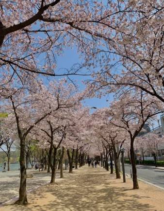 (團號 : ZD-02) <<保證出團>> 走進韓國春日秘境的兩日奇幻之旅