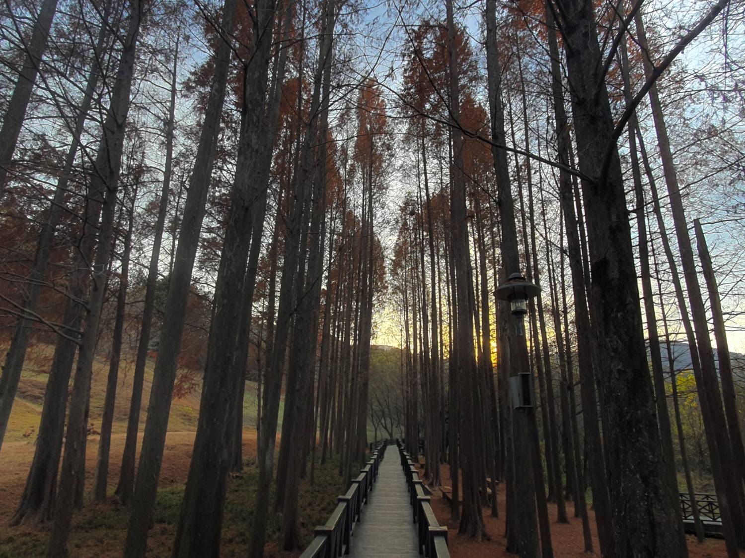 (團號: NG-02) 內藏山,水杉樹林路,楓葉公園, 賞楓葉二天團