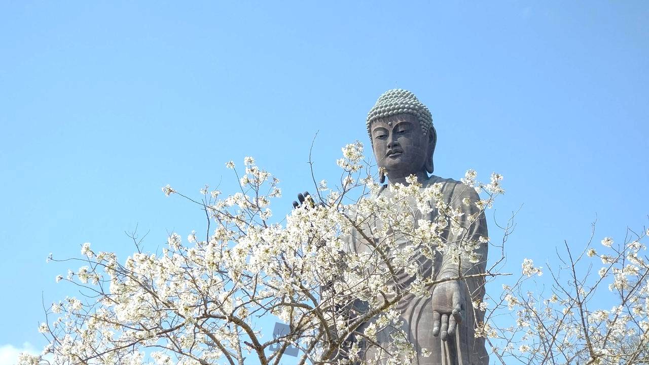 東京賞櫻+芝櫻牛久大佛一天團( 土浦魚市場，阿見OUTLET) KTH-01H